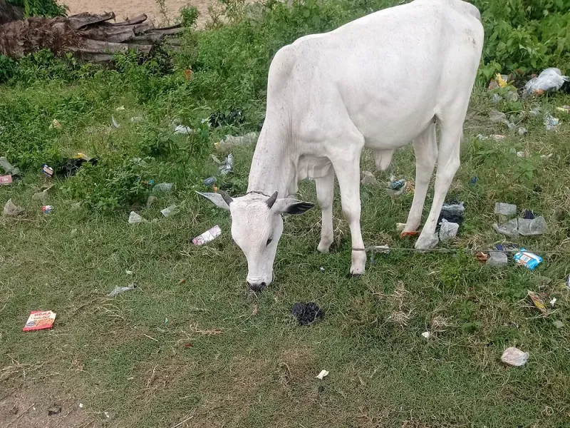 होल्स्टिन फ्रिजियन (एचएफ) गाय