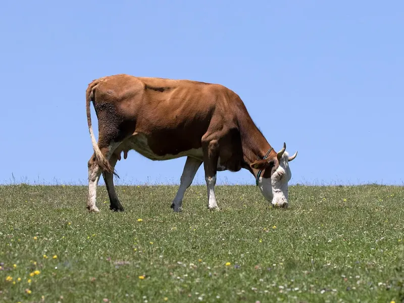 जर्सी गाय