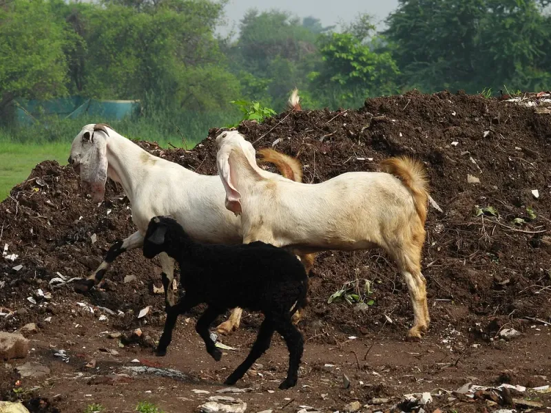 गावठी / संकरित शेळी