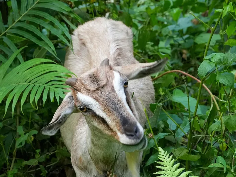 गावठी / संकरित शेळी