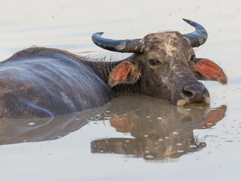 नागपुरी रेडा